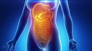 Human anatomy pictures 3d model human female anatomy cgtrader.… continue reading →. Female Abdominal Organs Anatomy In Blue Stock Video Pond5
