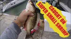Mangrove snappers can be spotted in springs/spring fed rivers near the coast including homosassa, chassahowitzka. Limit Of Mangrove Snapper Biggest Caught On Smallest Shrimp Youtube