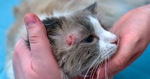 Image result for Feline Miliary Dermatitis