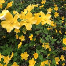 Image result for Kerria