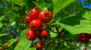 Hawthorn might slow blood clotting and increase the risk of bleeding during and after surgery. Edible Wild Food Blog Heart Healthy Hawthorn