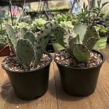 Image result for Kalanchoe marmorata
