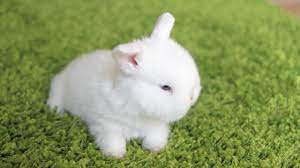 Cutest little bunny prison break! - YouTube