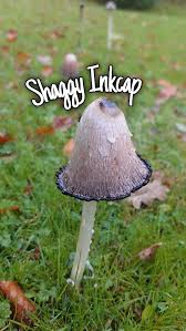 Image result for Coprinus comatus