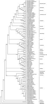 Ambulance for kids coloring pages are a fun way for kids of all ages to develop creativity, focus, motor skills and color recognition. Analysis Of Phylogenetic Relationships Of Brassicaceae Species Based On Chs Sequences Sciencedirect