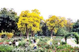 chandigarh-rose-festival