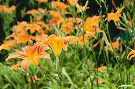 According to the cat fancier's association, inc., all types of lilies. A Comprehensive Guide To Growing Using And Cooking With Daylilies