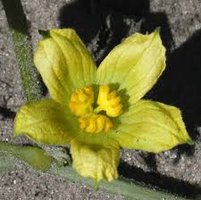 Image result for Acanthosicyos