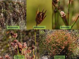 Image result for Restionaceae