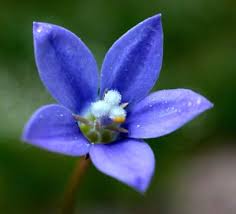 Image result for Wahlenbergia perrottetii