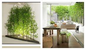 Distinguishing between the species can be difficult, but it's easy to learn some basics about the group. Artificial Bamboo Tree Inspiration Floresy Online