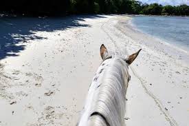 Angebote erhalten für tiere transport seychellen. Traumstrande Im Galopp Erkunden Reiten Auf Den Seychellen