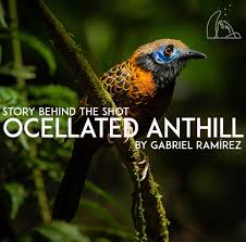 Birds Of Costa Rica In 2020 Volcano National Park Animal Species Photo