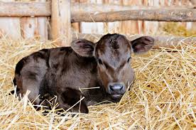 Calf diarrhea: types, causes, solutions ...
