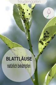 Blattlause Naturlich Ohne Chemie Bekampfen In 2020 Unkraut Im Garten Pflanzen Gartentipps
