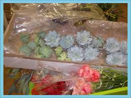 Must, have a state sales tax license. M M Cut Flora Home Facebook