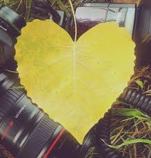 Le gainier du canada resplendit au printemps, ces fleurs apparaissant avant les feuilles. Image De Coeur Une Feuille D Arbre Jaune En Forme De Coeur