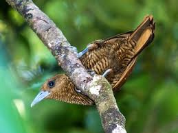 Image result for Vangueria vestita