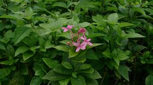 Image result for Ruspolia seticalyx