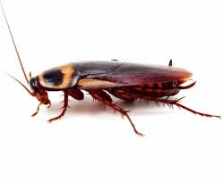 They are super helpful and always ask for my input at every single visit. Pest Control Termite Bed Bug Treatment Greenville Columbia Charleston Sc Rock Hill Fort Mill Spartanburg Anderson