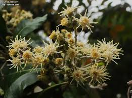 Image result for Brachylaena discolor