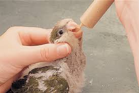 When Will My Baby Bird Start Weaning From Hand Feeding To