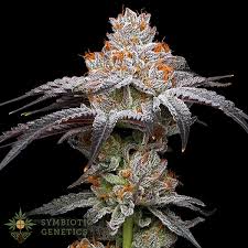 Image result for Monocymbium