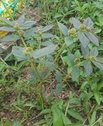 Mesti ramai tidak mengenali pokok ini apatah lagi khasiat pokok tasbih yang tidak pernah diketahui umum. Pokok Susu Kambing Psherbs