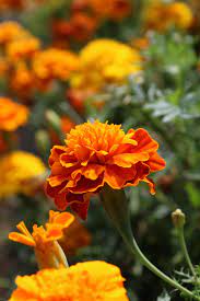 Bosch Integral Photo Marigold Flower Beautiful Flowers Garden Month Flowers