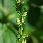 Image result for Cantinoa