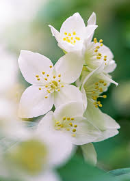 Simply smelling this flower is said to calm one's nerves. The 10 Most Fragrant Flowers To Plant In Your Garden Martha Stewart