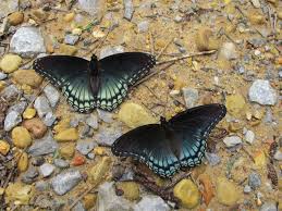 The offspring can have characteristics anywhere between the two subspecies. Red Spotted Purple Alabama Butterfly Atlas