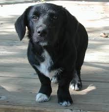Beagle Lab Mix Puppy Black And White 6 Adorable Corgi Mixed Breeds That Are Almost Too Cute To Be Real Corgi Mix Breeds Corgi Mix Corgi Lab