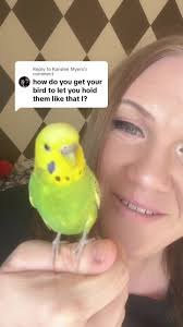 How to Train Your Bird to Let You Hold Them