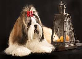 Imperial Tea Cup Shih Tzu Weight Size Breed Standards