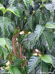 Image result for Morinda lucida