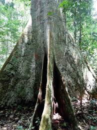 Image result for Sporobolus myrianthus