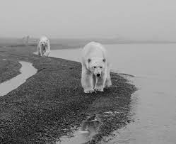 The brown bear is a massive bear species, second only to the polar bear. David Yarrow On Twitter With This Image My Instincts Were To Include The Small Reflection In The Puddle Ahead Of The Lead Polar Bear That In Itself Gives A Clue As