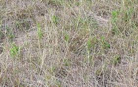 Image result for Brachyachne simonsii