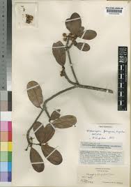 Image result for Vitellariopsis