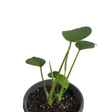 Found This Dwarf Monstera And Of Course I Had To Get It Monstera Monsteradeliciosa Monsteratauerii Indoorplant Indoor Plants Plants Monstera