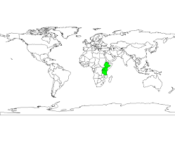 Image result for Millettia dura