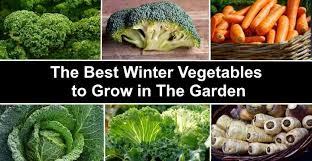 That's why i created a list of the 10 best vegetables to grow in ontario! Top 17 Winter Vegetables To Grow In The Garden