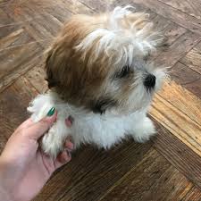 One one leg and holding a ball! Adopt A Shih Tzu Puppy Near New York Ny Get Your Pet