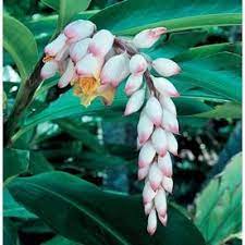 Passion fruit vine is a simple plant to grow indoors and when it gets going the biggest problem you will probably have is how to control the rapid growth. Shell Ginger L14655 Lowes Com Ginger Plant Ginger Flower Plants