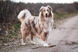 Australian shepherd polk county, winter haven, fl id: Rasseportrait Australian Shepherd Alles Zum Aussie
