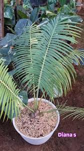 Image result for Encephalartos umbeluziensis