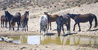 Public Lands Wild Horse Herds Reach Devastating Levels Across The West Monday September 9 2019 Www Eenews Net