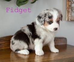 If you are looking for australian shepherd for sale, you've come to the perfect place! View Ad Miniature Australian Shepherd Litter Of Puppies For Sale Near Iowa Adel Usa Adn 189650