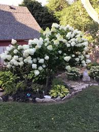Prune your limelight hydrangea tree in fall or spring, before new growth emerges. My Limelight Hydrangea Tree